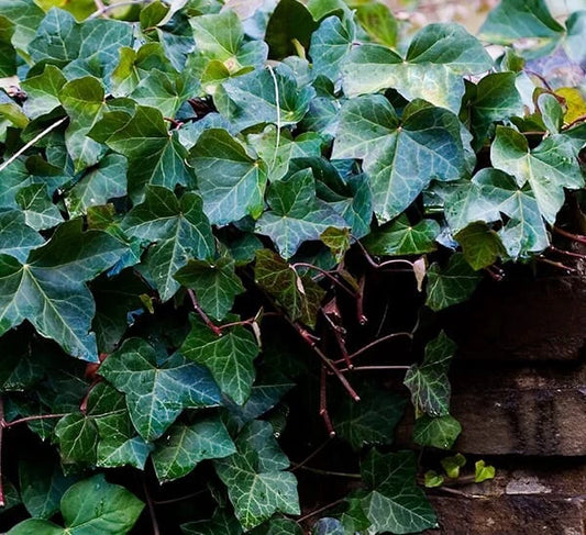 25 English Ivy Cuttings 6-8 Inches | Ground Cover & Hanging Basket | Hedera helix | Live Rooted Plants