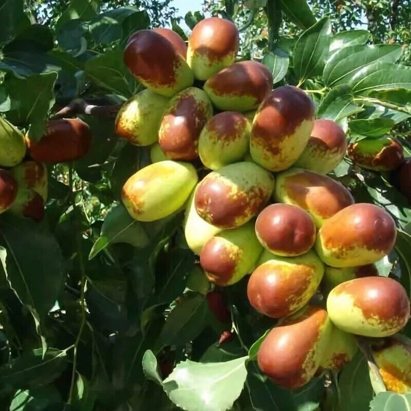 5pcs Jujube Cuttings - Sherwood Variety - Chinese Red Date - Tao Tau - Hong Tao - Ideal for Grafting, Low Rooting Success
