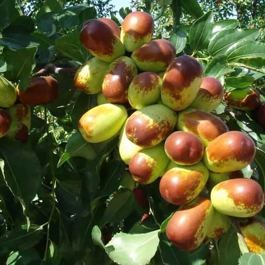5pcs Jujube Cuttings - Sherwood Variety - Chinese Red Date - Tao Tau - Hong Tao - Ideal for Grafting, Low Rooting Success