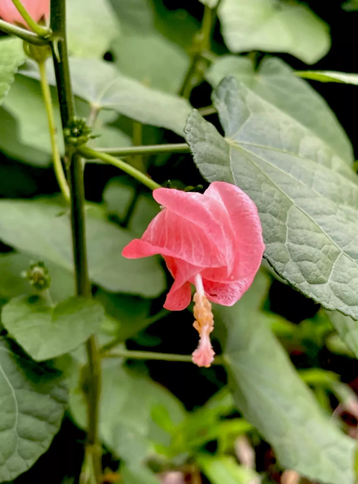 TURK'S CAP (7)x7” Unrooted Cuttings PINK SLEEPING HIBISCUS FLOWERS BUSH SHRUB