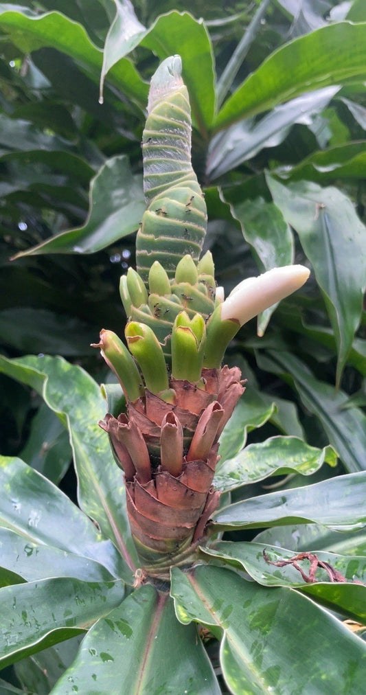 Yellow Spiral Ginger Cuttings - 3 Rooted Cuttings, Dimerocostus strobilaceus, Organic Hawaii Grown, Easy to Root
