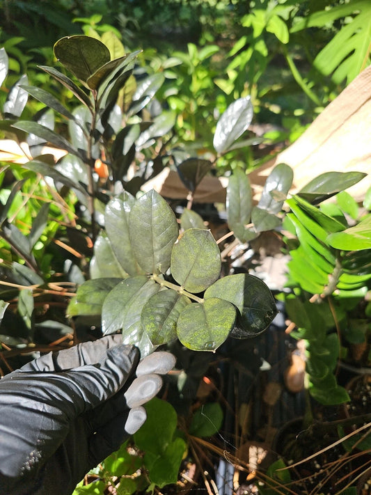 Black Raven ZZ Plant Cutting - 2 Node Fresh Cutting - Zamiifolia Zamioculcas - Indoor/Outdoor Plant Care