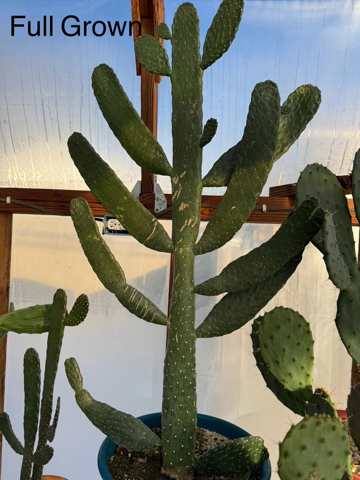 Sour Prickly Pear Cactus - 3-8 Inch Rooted Starts - Consolea Rubescens - Fast Growing Succulent Plants