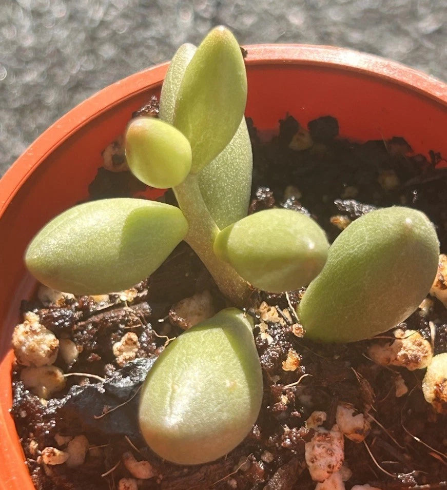 Live Succulent Plant | 2 Inch Adromischus Filicaulis SSP. Marlothii | Rooted Crassula for Home Garden Decor