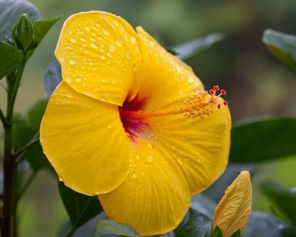 STARTER LIVE PLANT 5 TO 7 INCHES TALL EXOTIC TEQUILA HIBISCUS