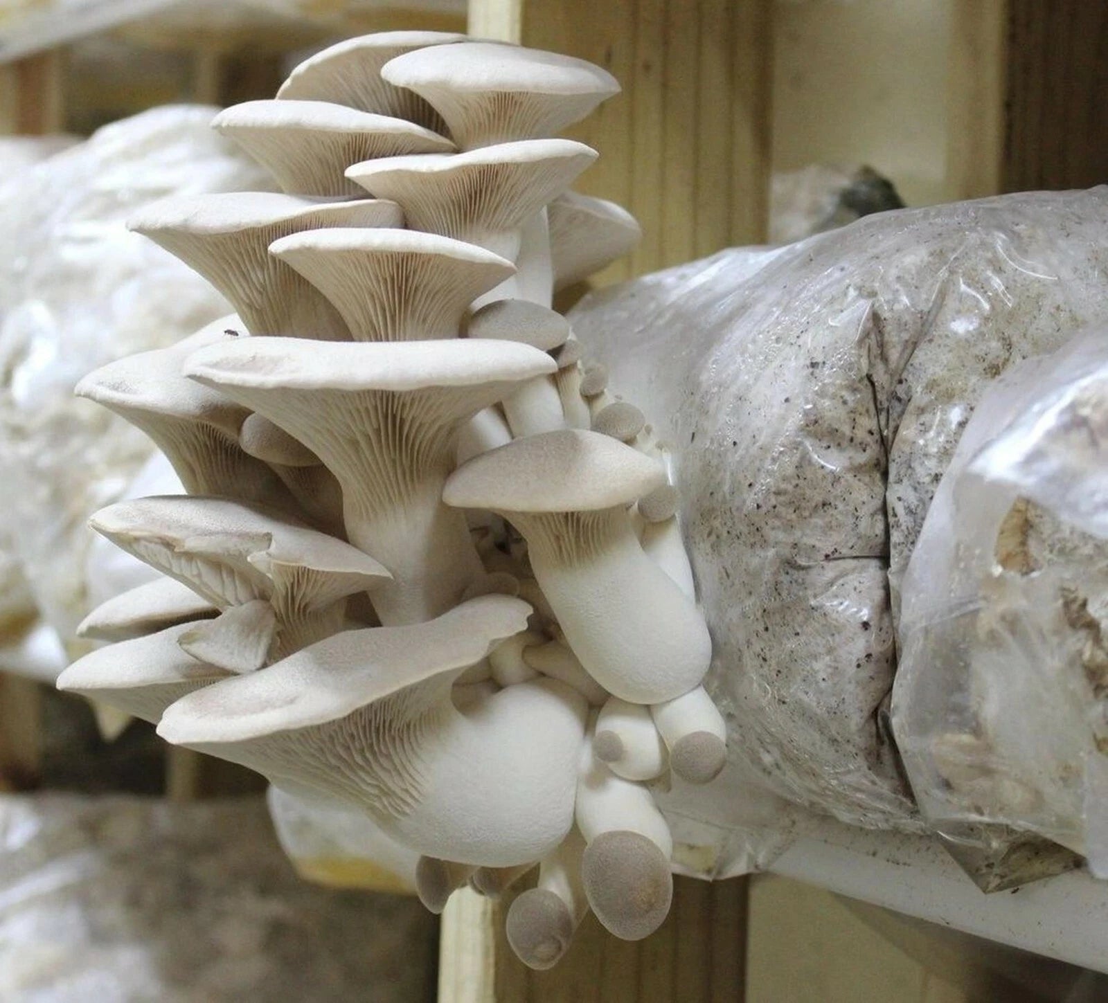 Organic King Oyster Mushroom Plugs - 100+ Count for Log Inoculation - Pleurotus eryngii - USA Seller