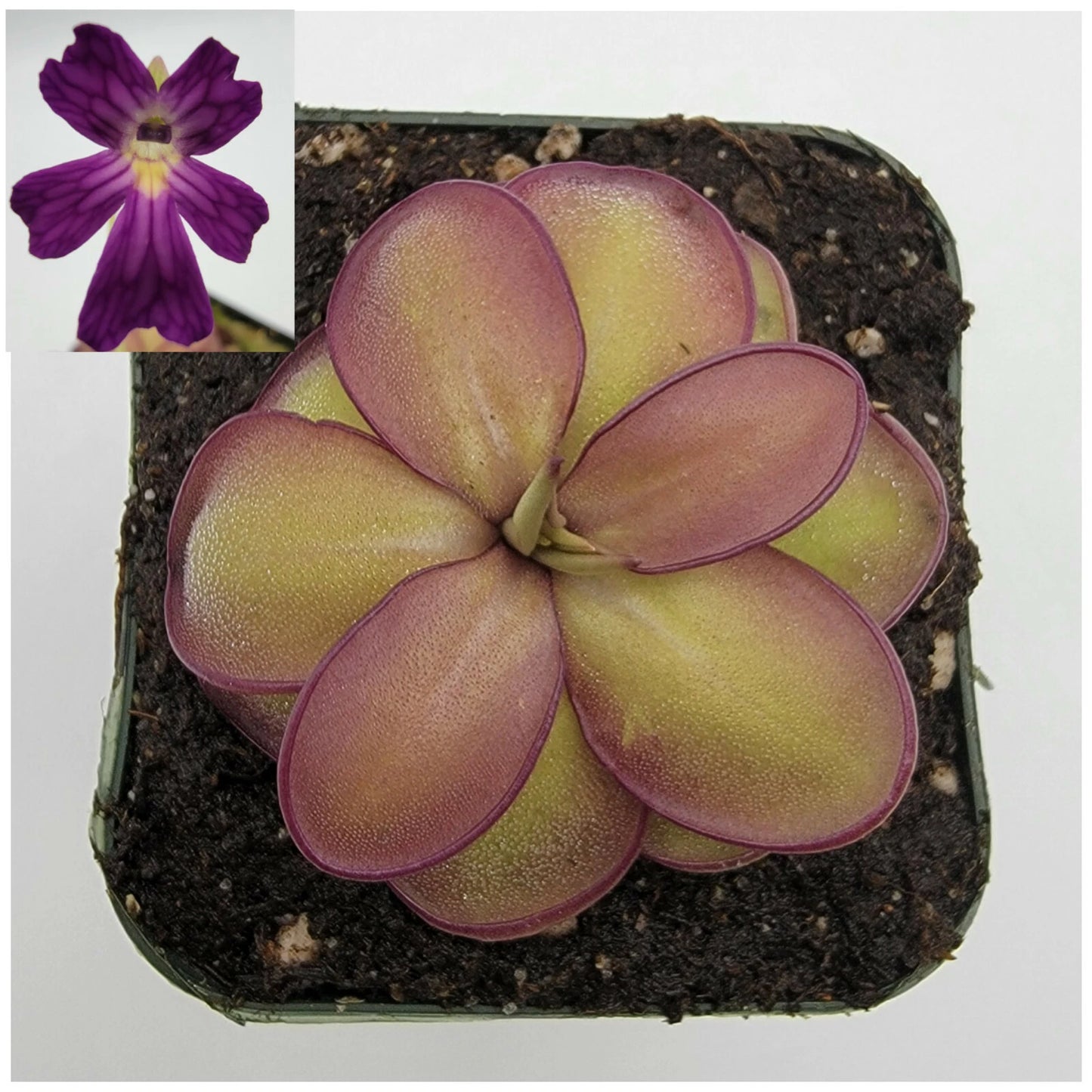 Pinguicula laueana CP2 x emarginata - Bare Root Carnivorous Butterwort - Live Plant for Enthusiasts - Exotic Terrarium Option