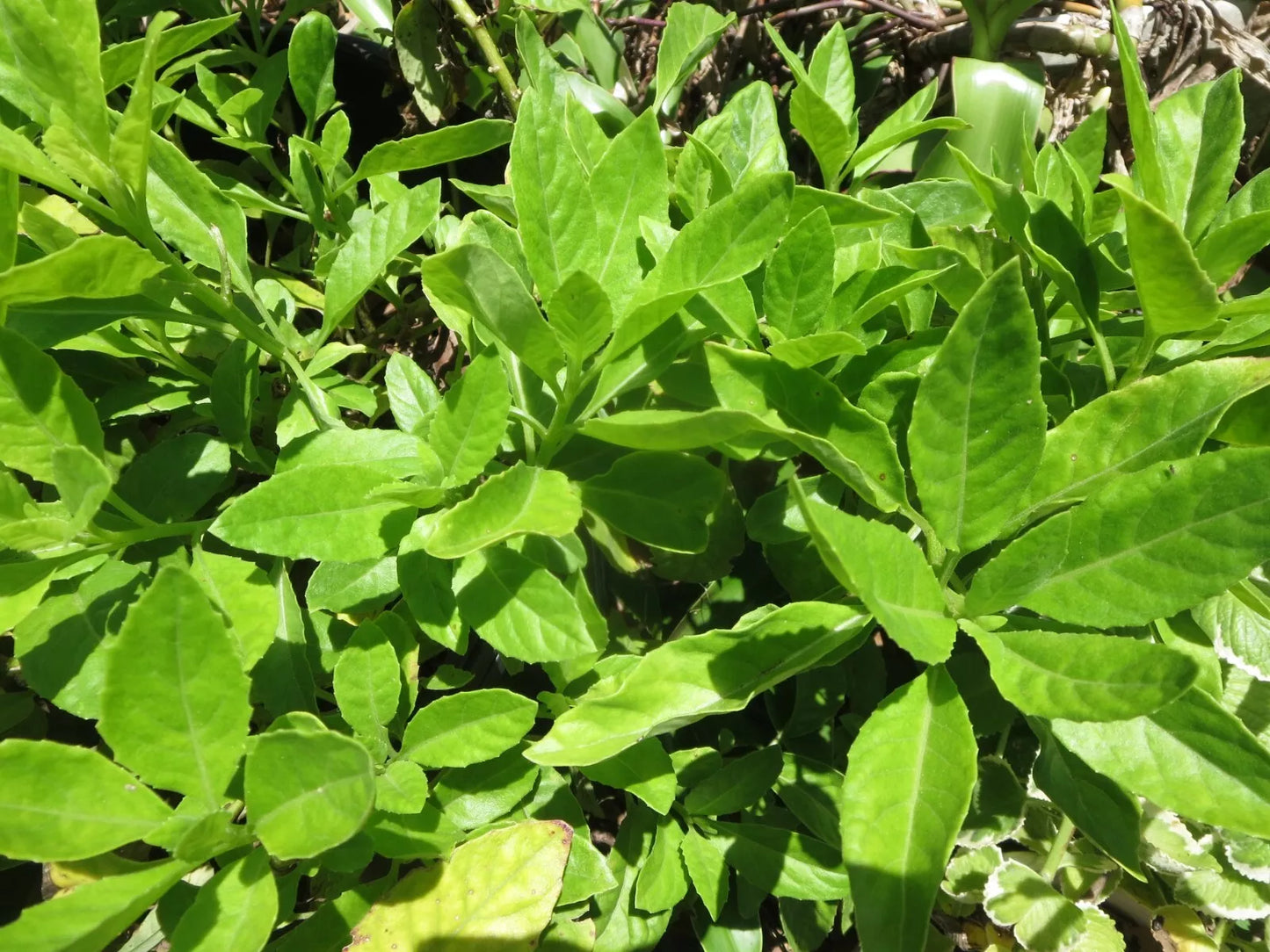 7 Fresh Unrooted Cuttings Longevity Spinach Gynura Procumbens