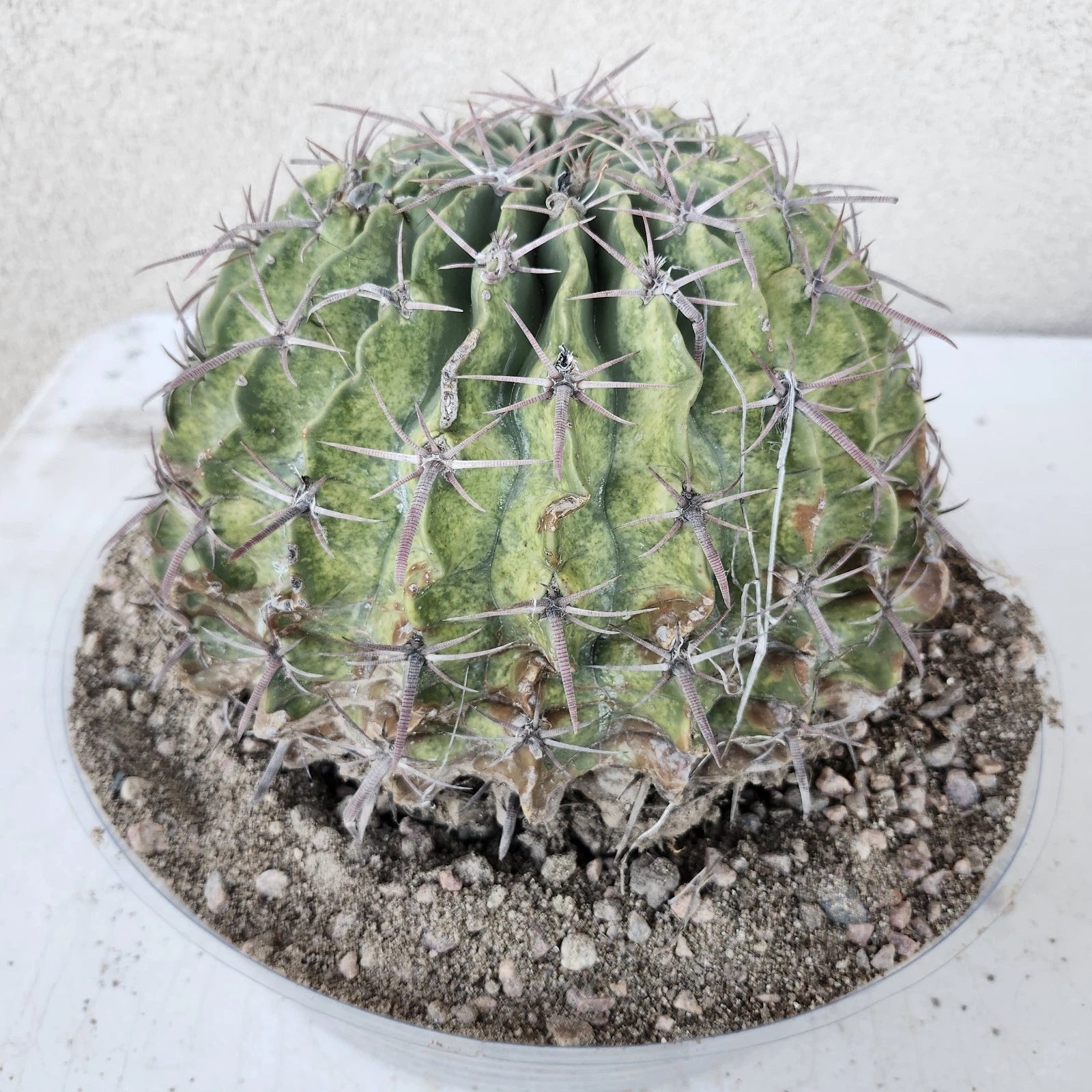 Giant Texas Horse Crippler Cactus | 9-inch Lime Green | Homalocephala Texensis | Bareroot Shipping
