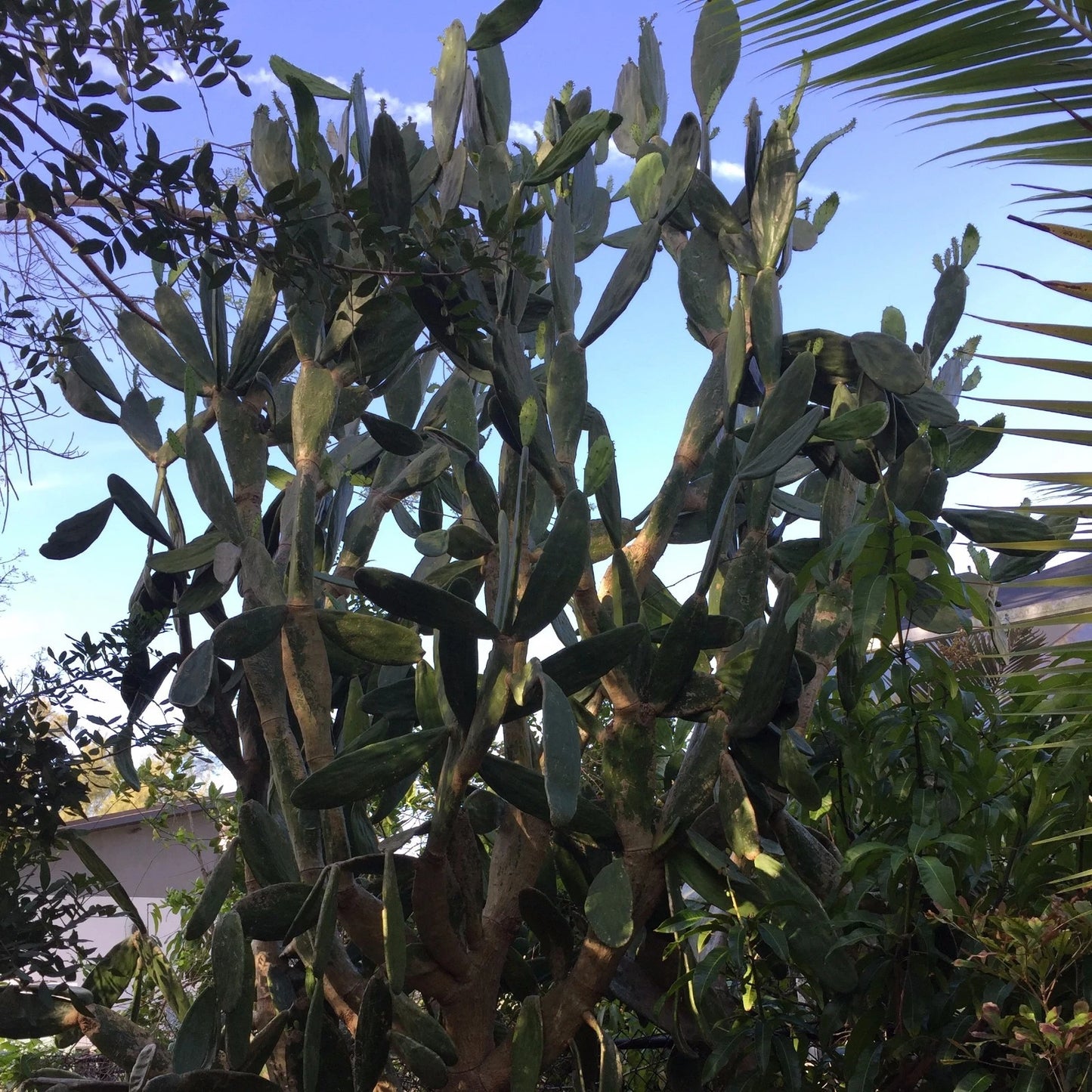 Live Rooted Organic Prickly Pear Cactus Pads - Opuntia Cochenillifera, Edible, Medicinal, Diabetic-Friendly, 2 Healthy Plants