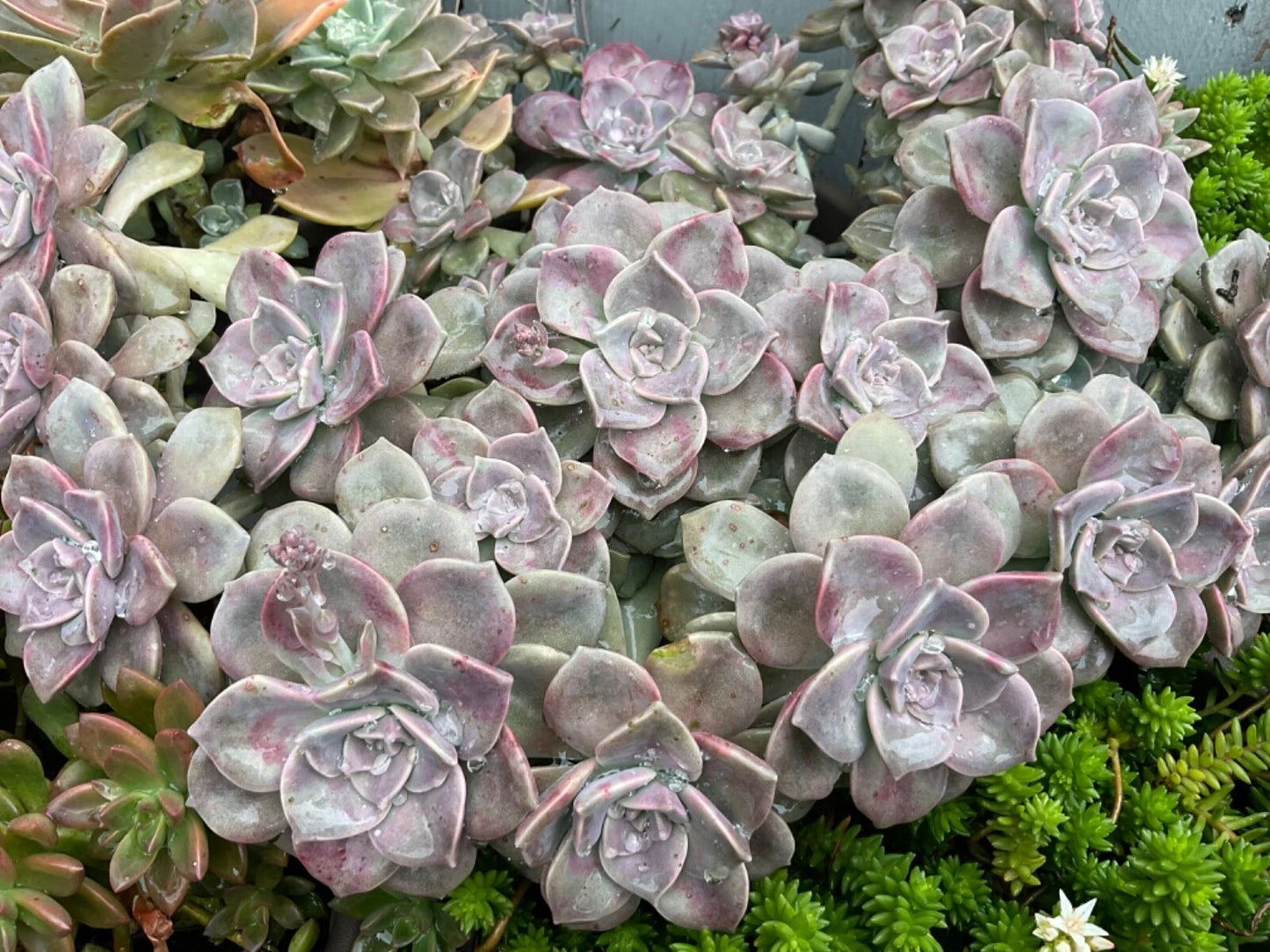 Graptopetalum "Purple Delight" Succulent Cuttings - 2 Beautiful Colorful Cuttings, 4” Wide, Ideal for Planting