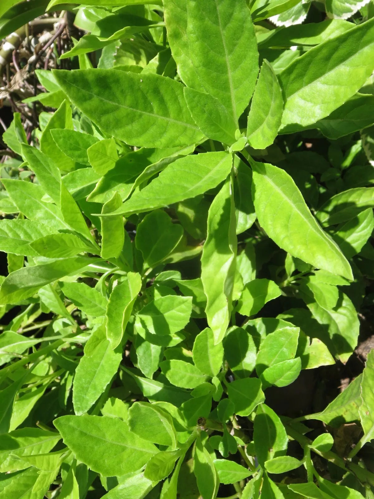 7  Fresh Unrooted Cuttings Longevity Spinach Gynura Procumbens