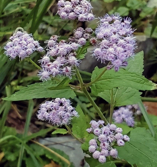 6 Blue Mistflower Bare Root Plants - Organic Native Conoclinium coelestinum - Easy Grow Wild Harvest