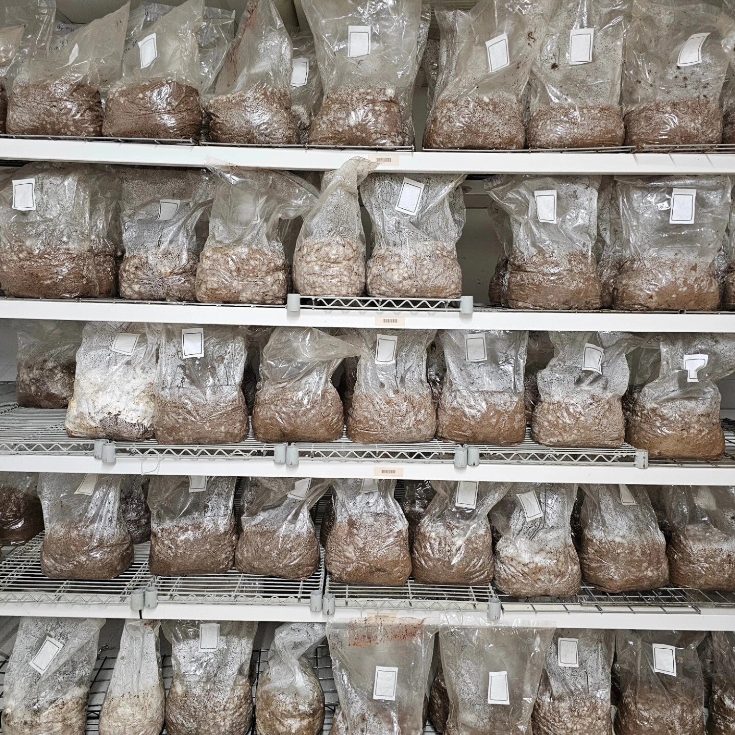 Oyster Mushroom Grow Block 10lb - Sterilized Polypropylene Bag with Filter Patch - Pleurotus ostreatus