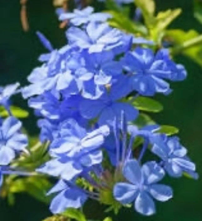Imperial Blue Plumbago Starter Live Plant, 3-5 Inches Tall, Plumbago auriculata, Tropical Houseplant