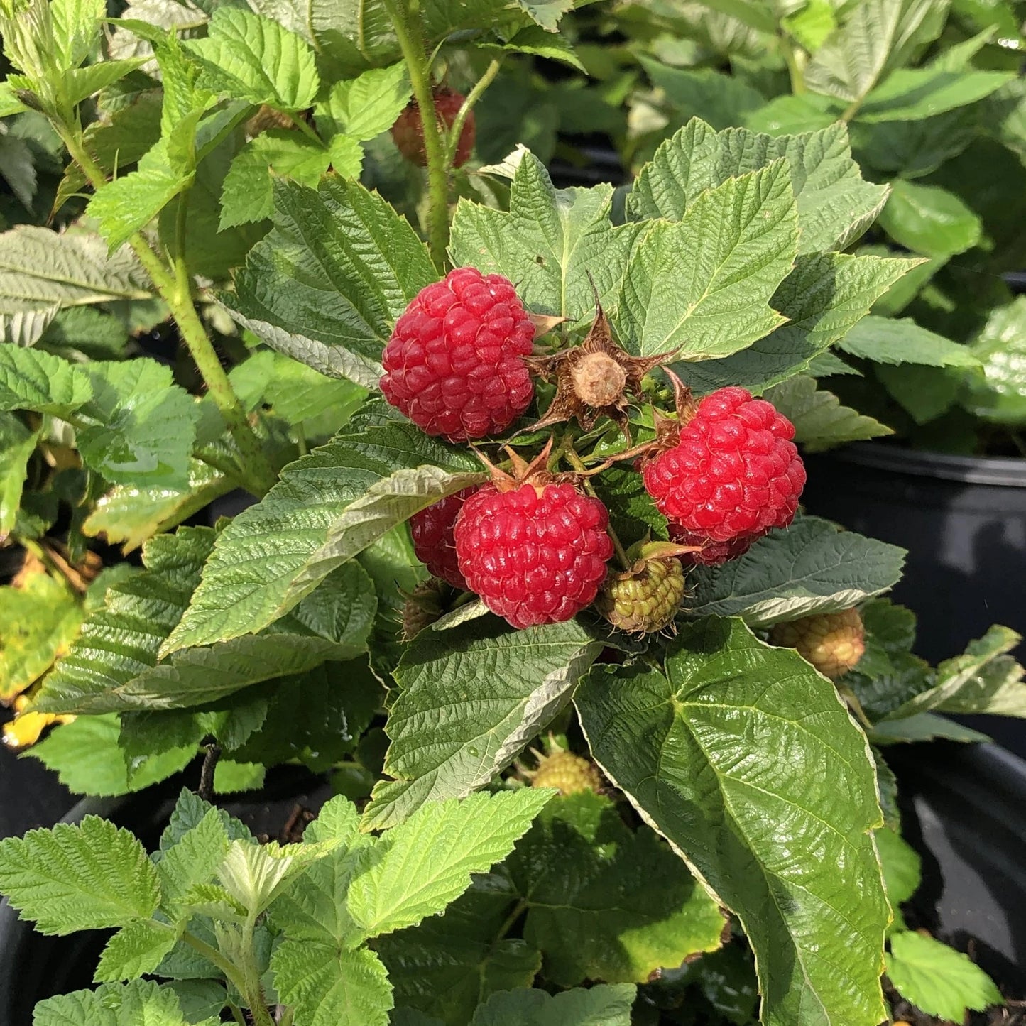 Early Everbearing Raspberry Plant - Prelude Variety - Live Rooted Starter - Self-Pollinating - Cold Hardy - Rubus idaeus