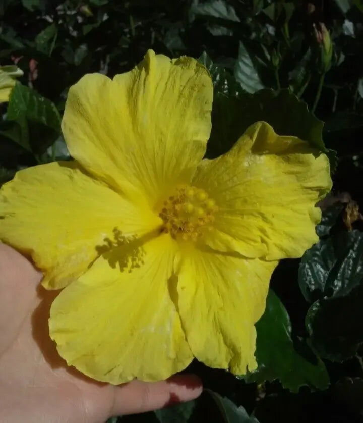 STARTER LIVE PLANT 5 TO 7 INCHES TALL FORT MYERS YELLOW HIBISCUS