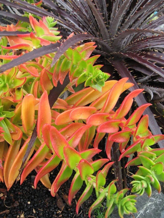 Campfire Succulent Cuttings - 3 Pack - Crassula perfoliata var. falcata - Colorful Indoor Plant Decor