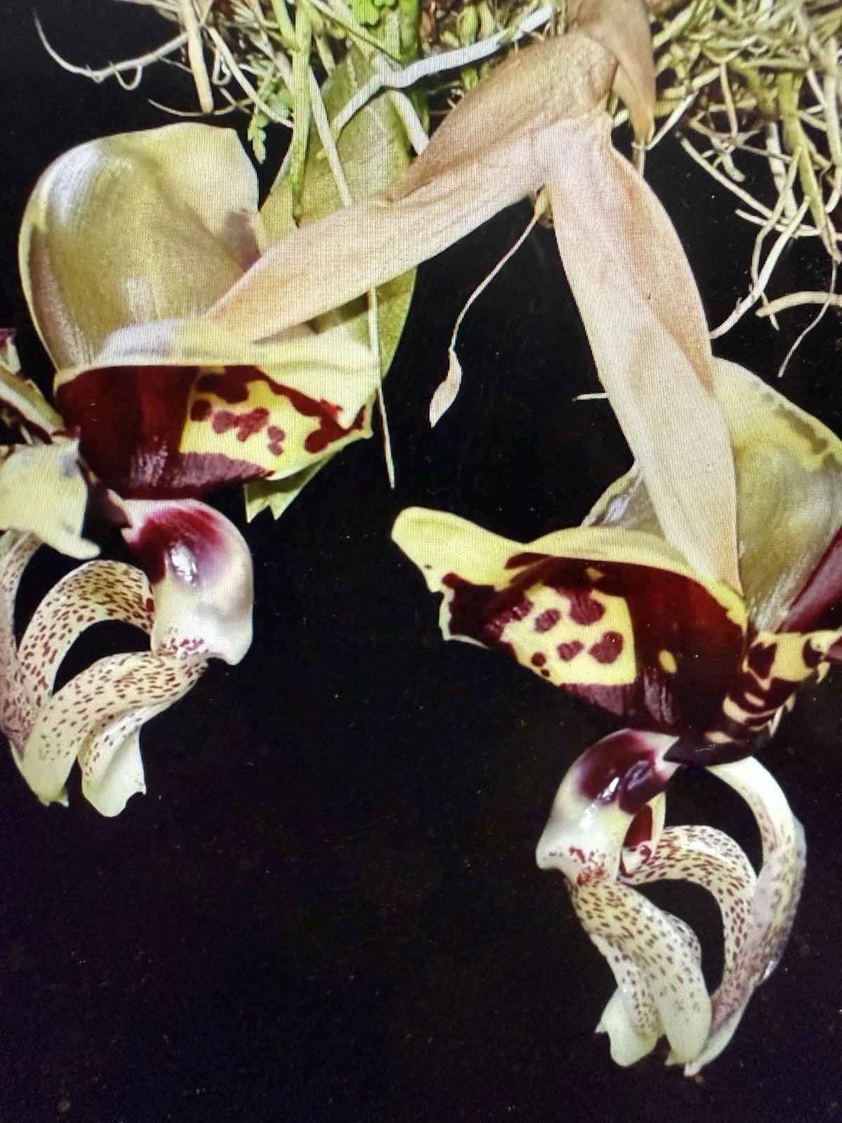 Stanhopea Orchid Plant Bulb, Rooted, Ocalata Variety, Bare Root - Exotic Orchid from Certified Growers, Aloha from Las Vegas