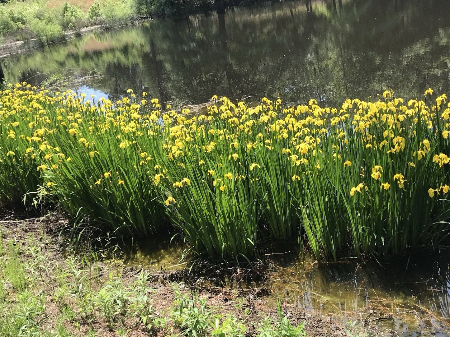 Yellow Iris Live Plants - 5 Bare Root Starters - Siberian Iris - Wet or Dry Loving - Iris sibirica
