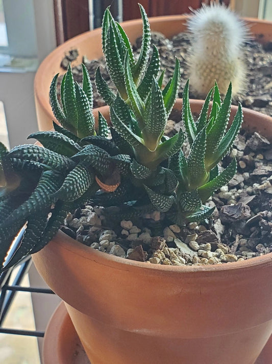 Zebra Plant Cutting - Live Haworthia Variegata - Easy Care Succulent - Free Shipping in the Lower 48 States