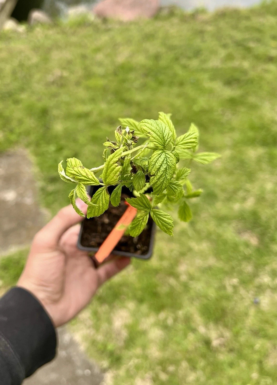 Golden Raspberry Plants - 2 Live Starter Plants (Anne) - Edible Superfood - Rubus idaeus var. 'Anne' - Fast Growing, Pesticide-Free