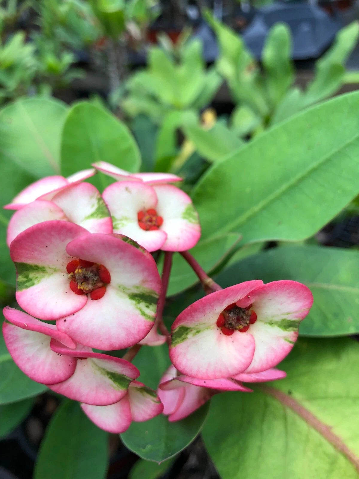 Thai Hybrid Crown of Thorns Cutting - Lullabye - Euphorbia milii - Rooted Plant for Sunlight & Well-Draining Soil