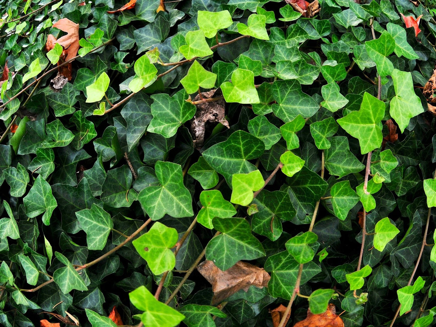 Live English Ivy Bare Roots - Hedera Helix Groundcover - Fast-Growing Evergreen Plant for Lawn and Garden - 25 Count
