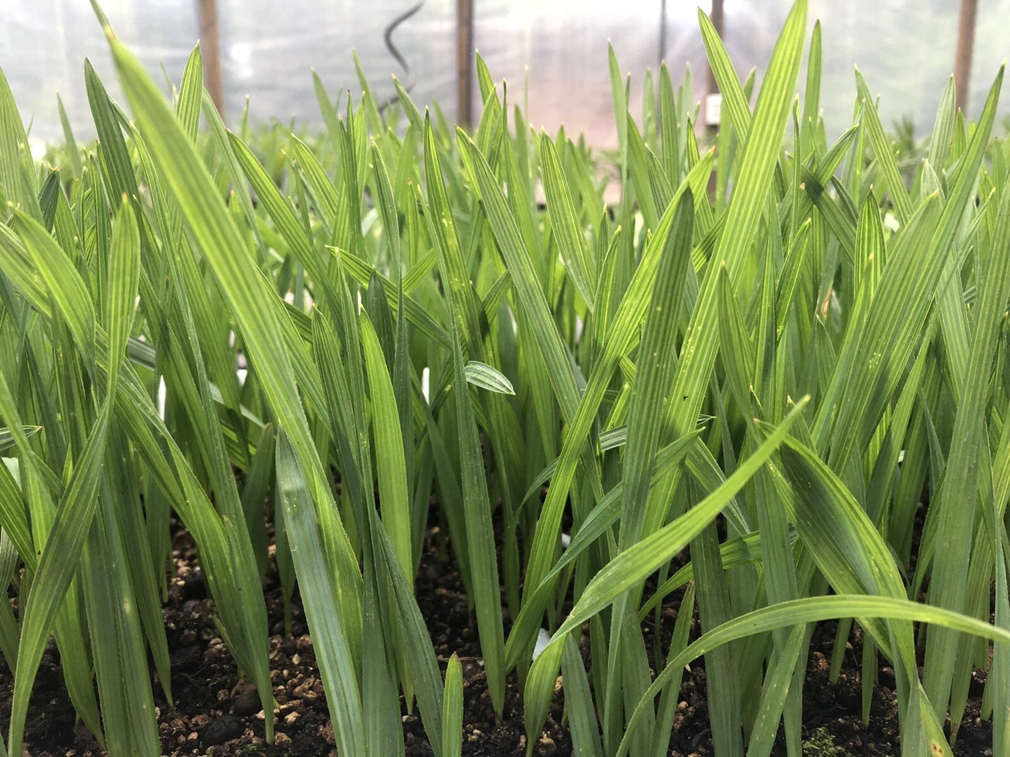 Sabal Palmetto Palm Seedlings - 10 Pack - Cabbage Palm - Sabal palmetto - Healthy 5-7" Tall, Bare Root for Zones 8-11