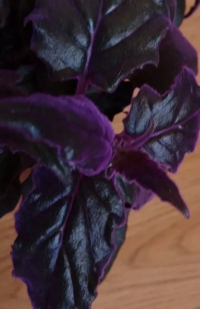 1pc Purple Passion plant (Gynura Aurantiaca) purple velvet LIVE plant