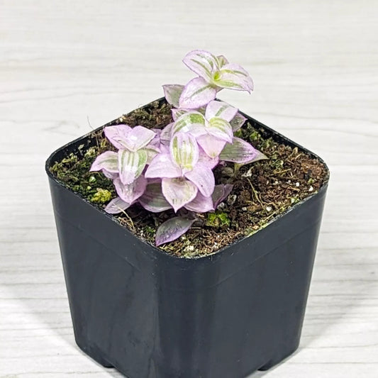 1pc Callisia Repens Pink Lady Variegated Succulent Live Plant In 2" Pot