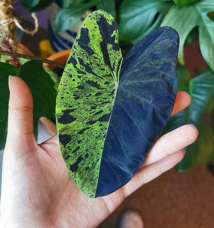 Colocasia Mojito Starter Plant - Rare Elephant Ear - Tropical Live Plant - Fully Rooted Colocasia esculenta
