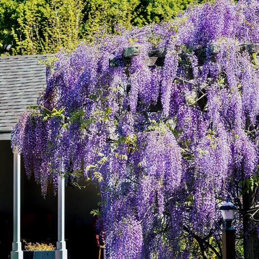 ONE Wisteria (Amethyst Falls) Live Plant Wisteria frutescens