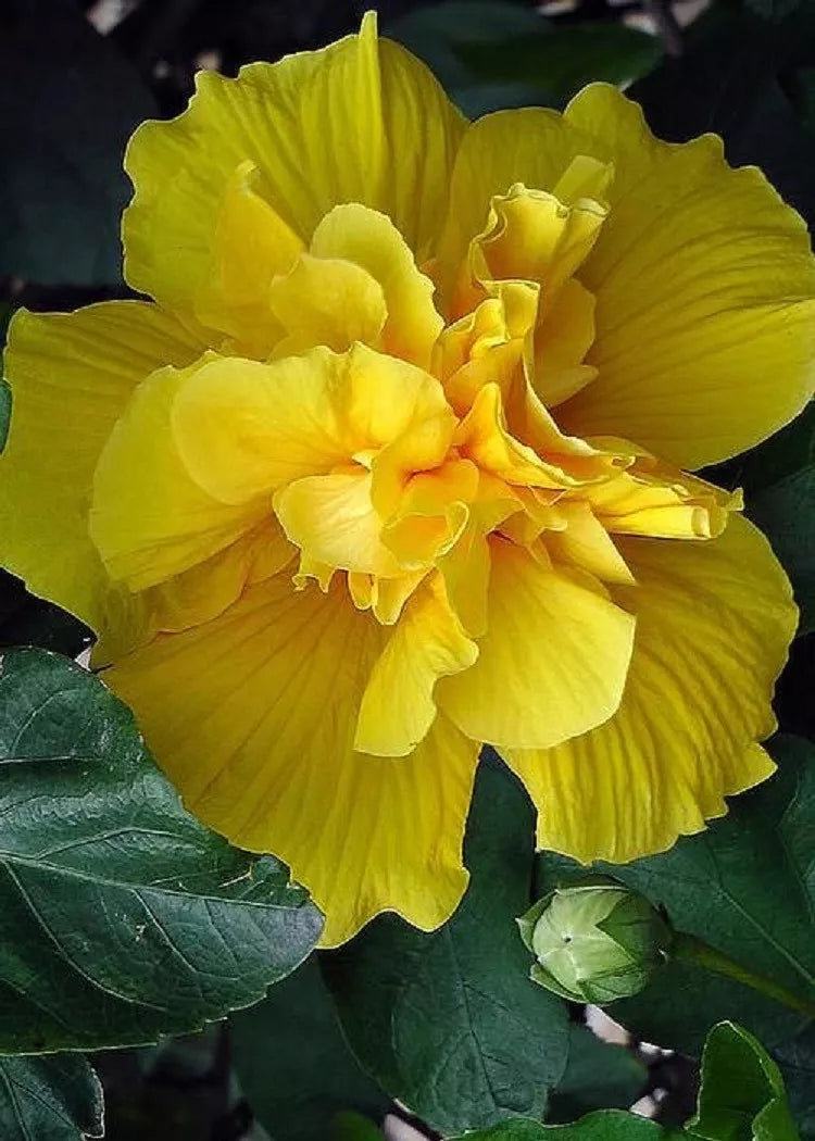 20 Double Yellow Hibiscus Flower Seeds Perennial