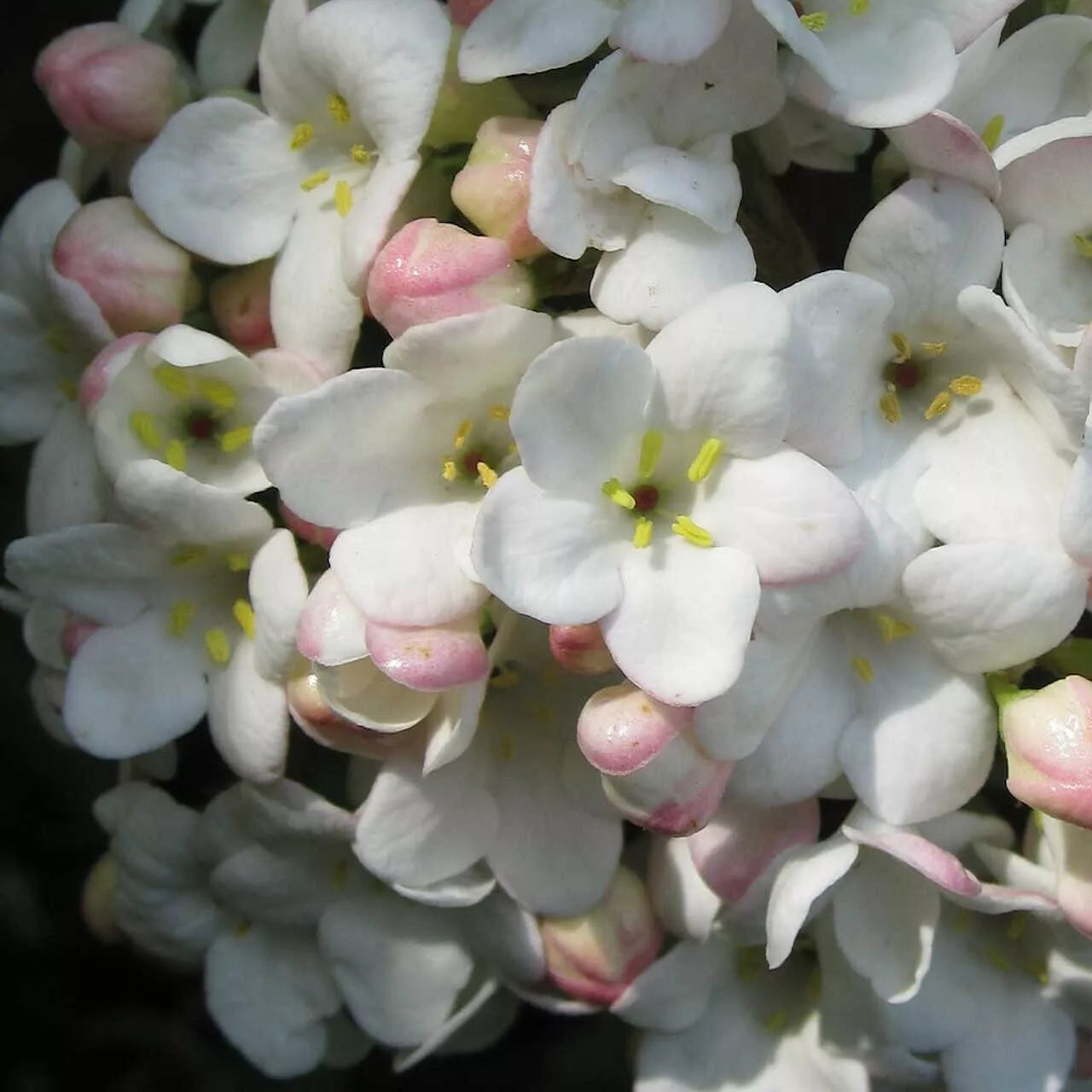 1pc Viburnum burkwoodii Mohawk Shrub 24" Tall Gallon Pot Live Plant