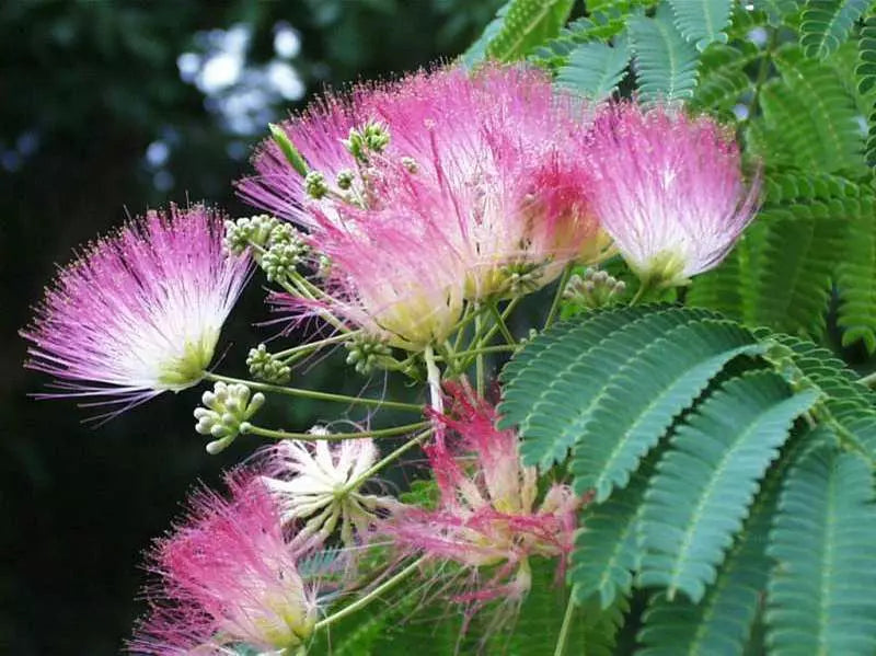 2 SILK MIMOSA TREE FRAGRANT PINK FLOWERS ALBIZIA 6" SEEDLING STARTER LIVE PLANTS