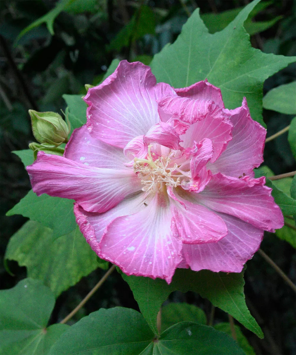 20 seeds Confederate Rose Hibiscus Seeds