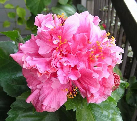 20 Double Bright Pink Hibiscus Flower Seeds Perennial