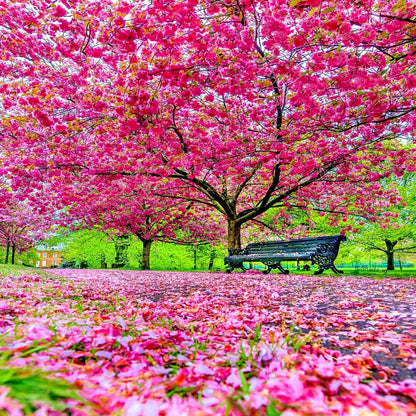 5 SEEDS JAPANESE SAKURA CHERRY BLOSSOM TREE (Prunus sargentii) Hardy