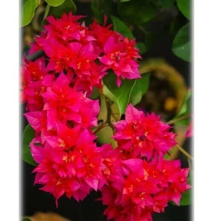 1pc DOUBLE RED Bougainvillea Small Well Rooted Starter Plant