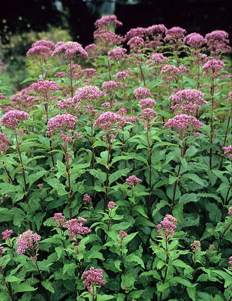 Joe Pye Weed Perennial Plants - 2 Bare-Root Divisions - Eupatorium purpureum - Winter Hardy, Purple Flowers, Tall Grower