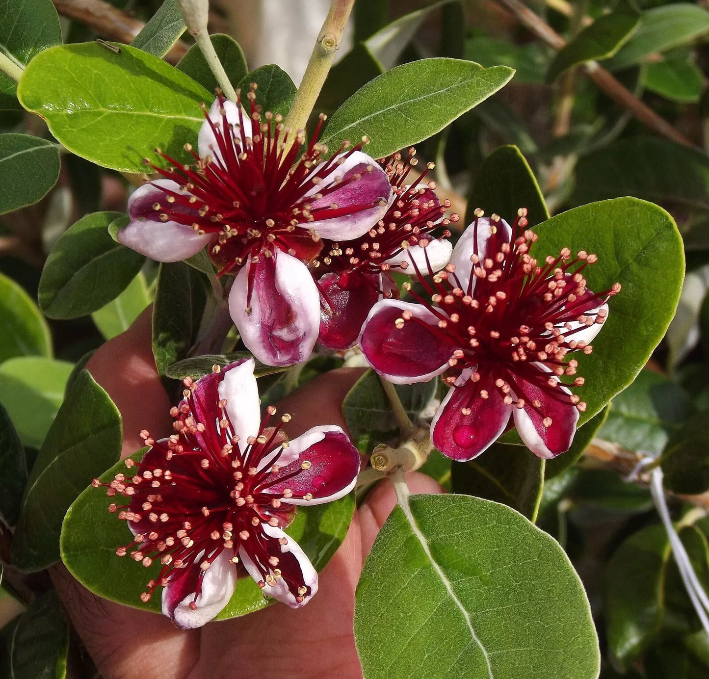 Pineapple Guava Starter Plant - Feijoa Sellowiana - Well Rooted - Grow Sweet Fruit - Edible Flowers - Dormant Plant Care