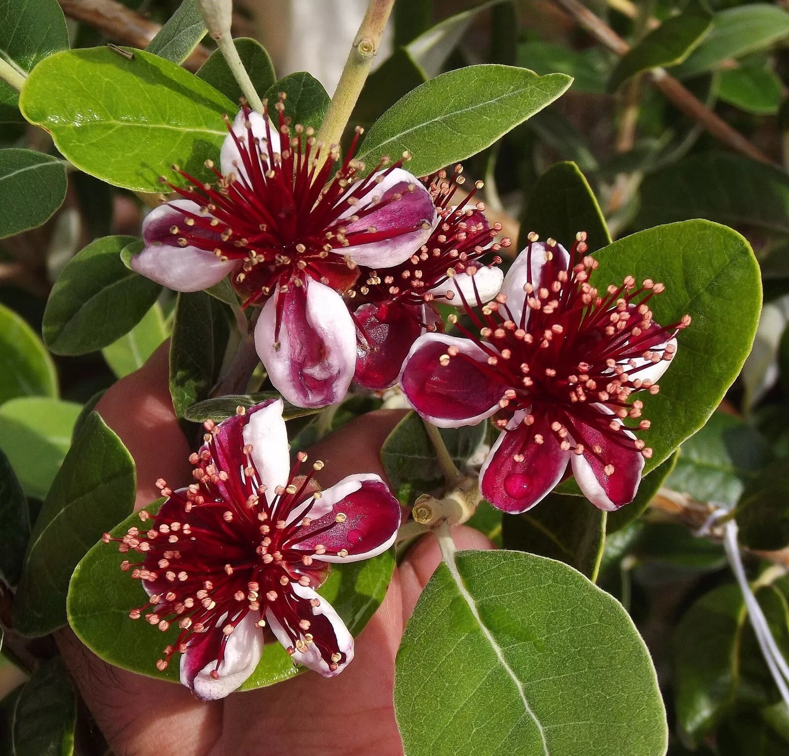 Pineapple Guava Starter Plant - Feijoa Sellowiana - Well Rooted - Grow Sweet Fruit - Edible Flowers - Dormant Plant Care