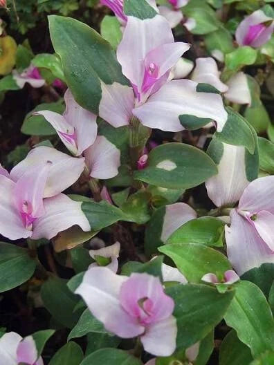 Variegated Tradescantia Blushing Bride Cuttings - 3 Gorgeous Wandering Jew Cuttings for Home Decor or Plant Propagation