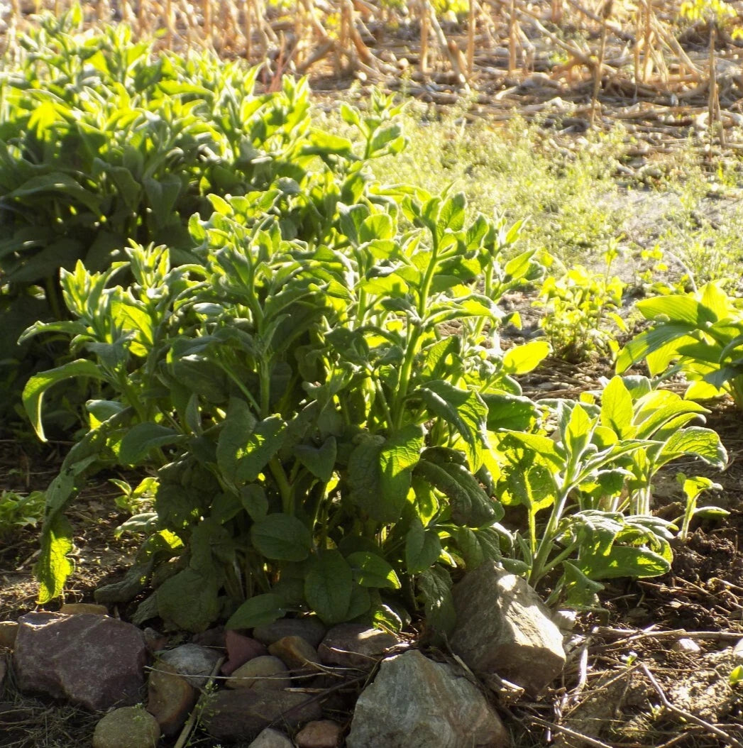 Comfrey Root Cuttings 2-3" Bocking 14 Nutrient-Rich Plant (Symphytum x uplandicum) for Soil Health & Fertilizer