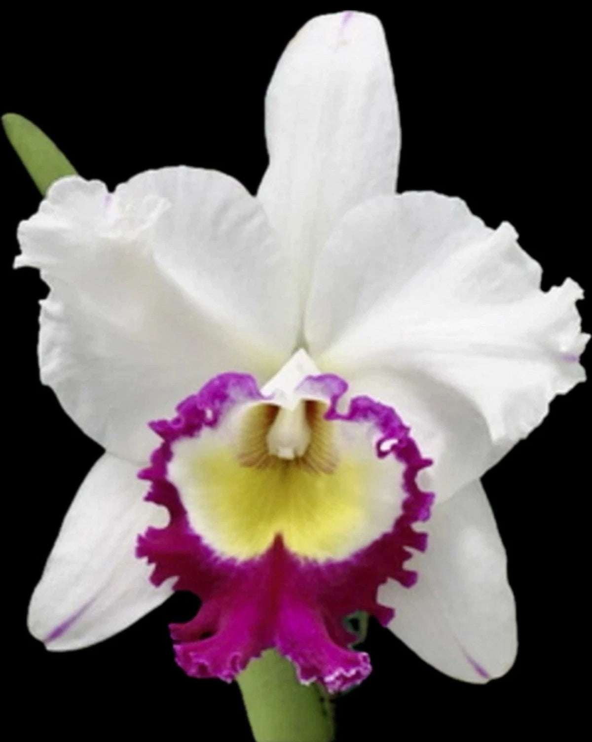 Rlc. Blanche Aisaka 'Yuki' Orchid Plant - Live with Healthy Roots & Pseudobulbs - Ideal for Home & Garden Decor