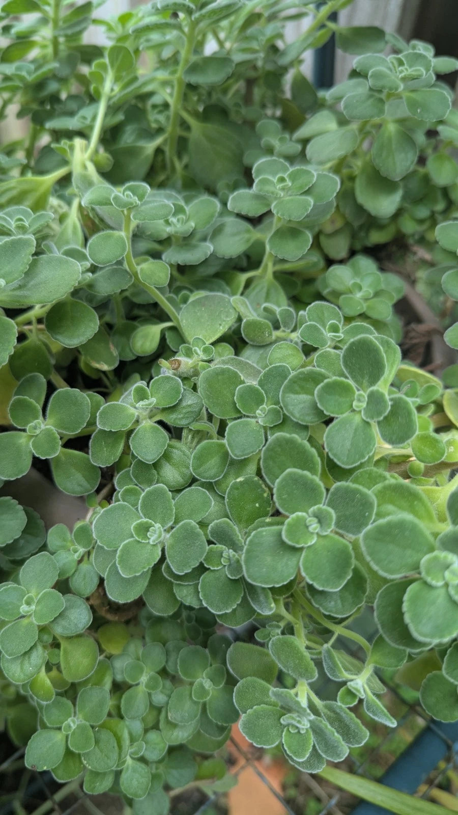 Plectranthus Tomentosa Vicks Plant Unrooted Cuttings - 5 Cuttings for Herbal Gardens, Aromatic Indoor Plants