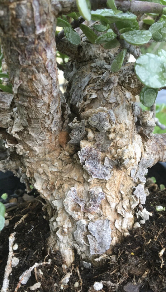 15pcs Cork Bark Portulacaria Succulent Cuttings - Dwarf Jade Bonsai - Portulacaria afra 'Cork Bark' - Rootless, Soil-Free