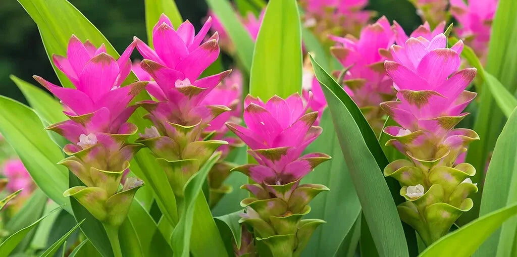 Organic Turmeric Tuber Bulbs - 4 Live Roots Curcuma longa - Prepped for Growing - Fresh USA Sourced