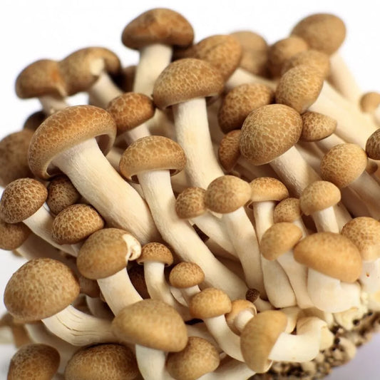 Brown Beech Mushroom Liquid Culture Syringe 10ml - Hypsizygus tessellatus - Gourmet Buna-Shimeji Fungi for Home Cultivation